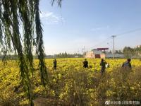 孟州寺上村移民种冰菊致富